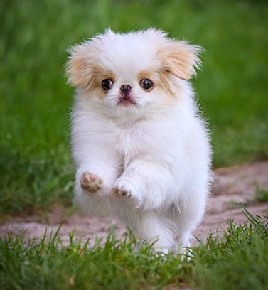  Le Japanese Chin