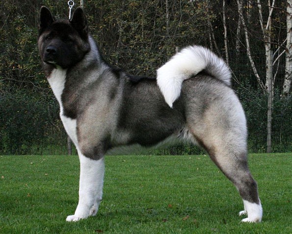 Akita Américain