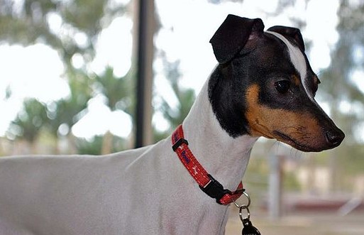 Terrier Japonais