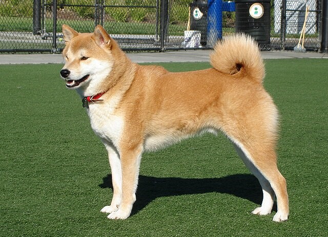 Le Shiba Inu