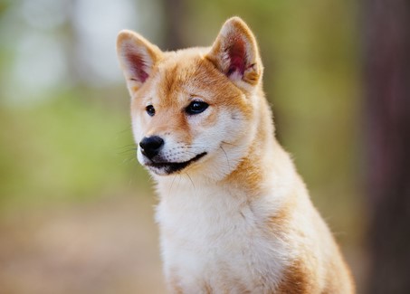 Sanshu Inu