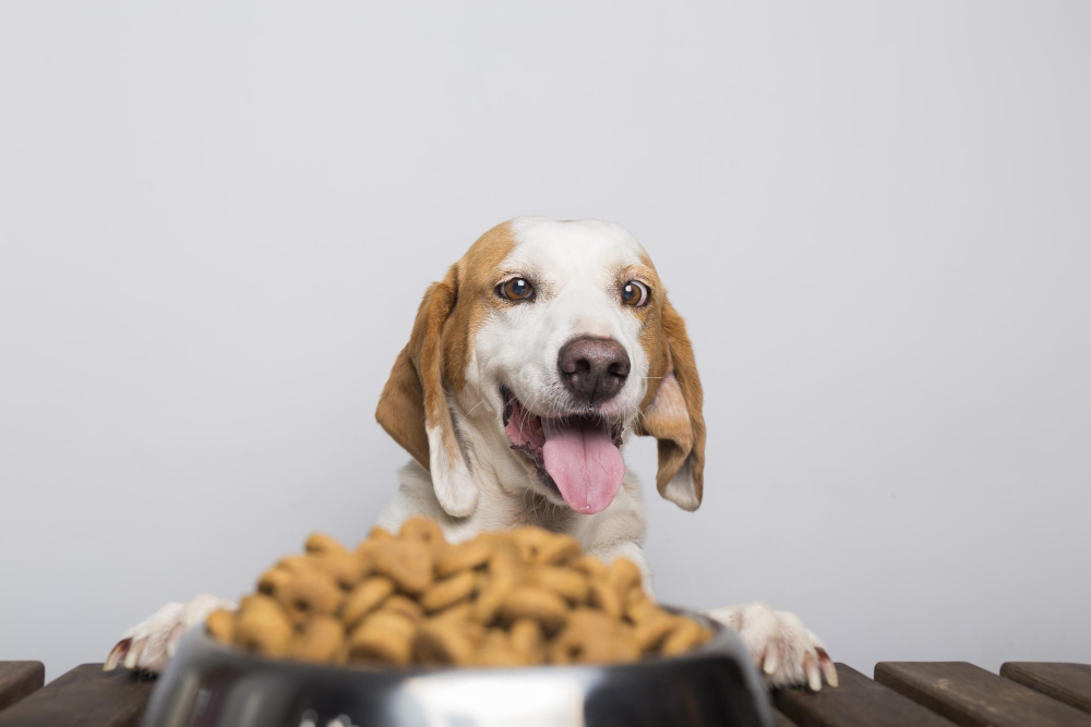 aliments toxiques pour le chien