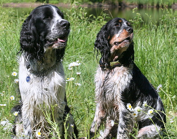 Springer Spaniel Anglais