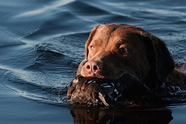 Retriever de Chesapeake