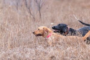 Chien de chasse