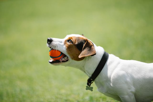  Jack Russell Terrier